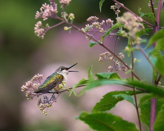 A Ruby-throated Hummingbird jubilantly perches in a field of Joe Pye Weed.