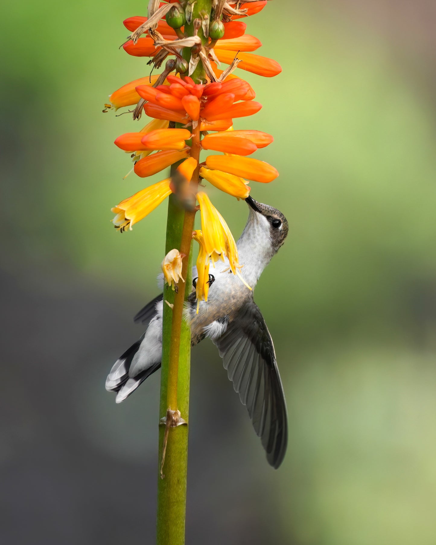 A Ruby-Throated Hummingbird feeding on a torch lily.
