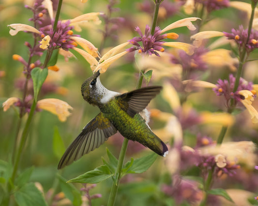 A Ruby-throated Hummingbird with wings spread drinking nectar from an Agastache flower.