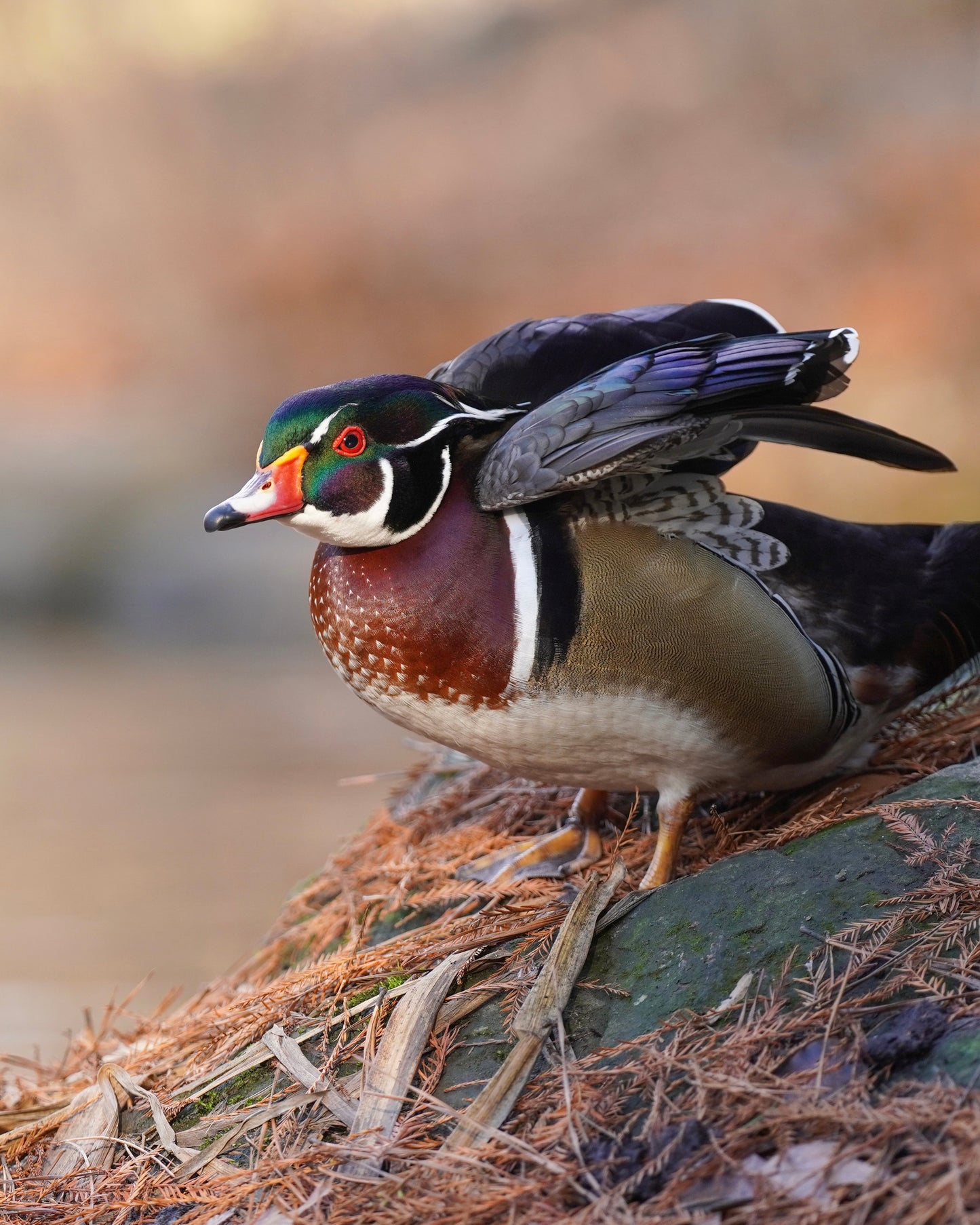 A male wood duck uplifting his feathers.