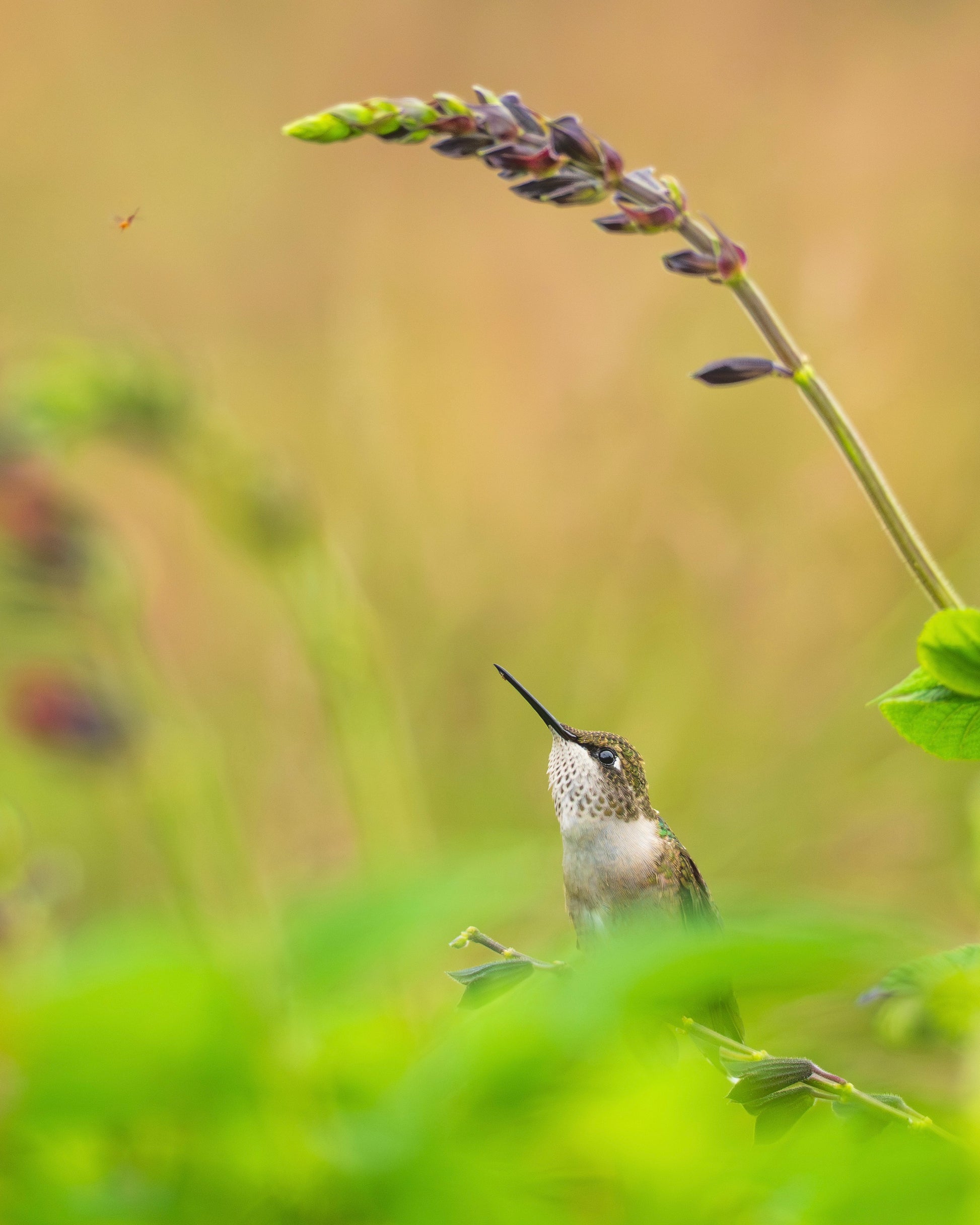 A Ruby-throated Hummingbird gazing at a fiery gnat in a field of Amante Sage.