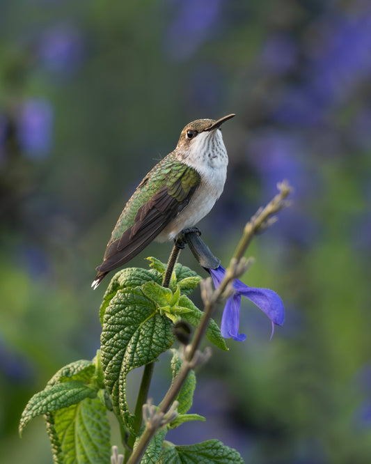 A ruby-throated hummingbird perching on the stem of a salvia (sage) plant.
