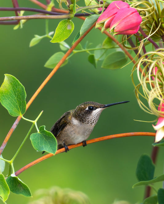 A Ruby-Throated Hummingbird perching on the branch of a clematis flower.