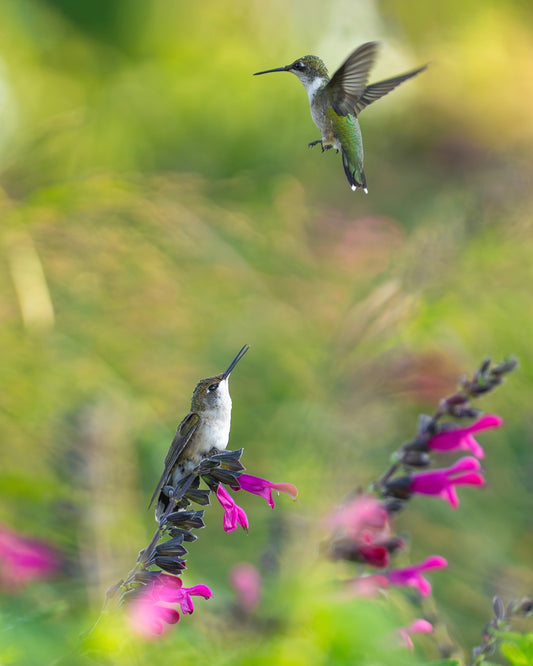 Two hummingbirds interacting in a field of sage flowers.