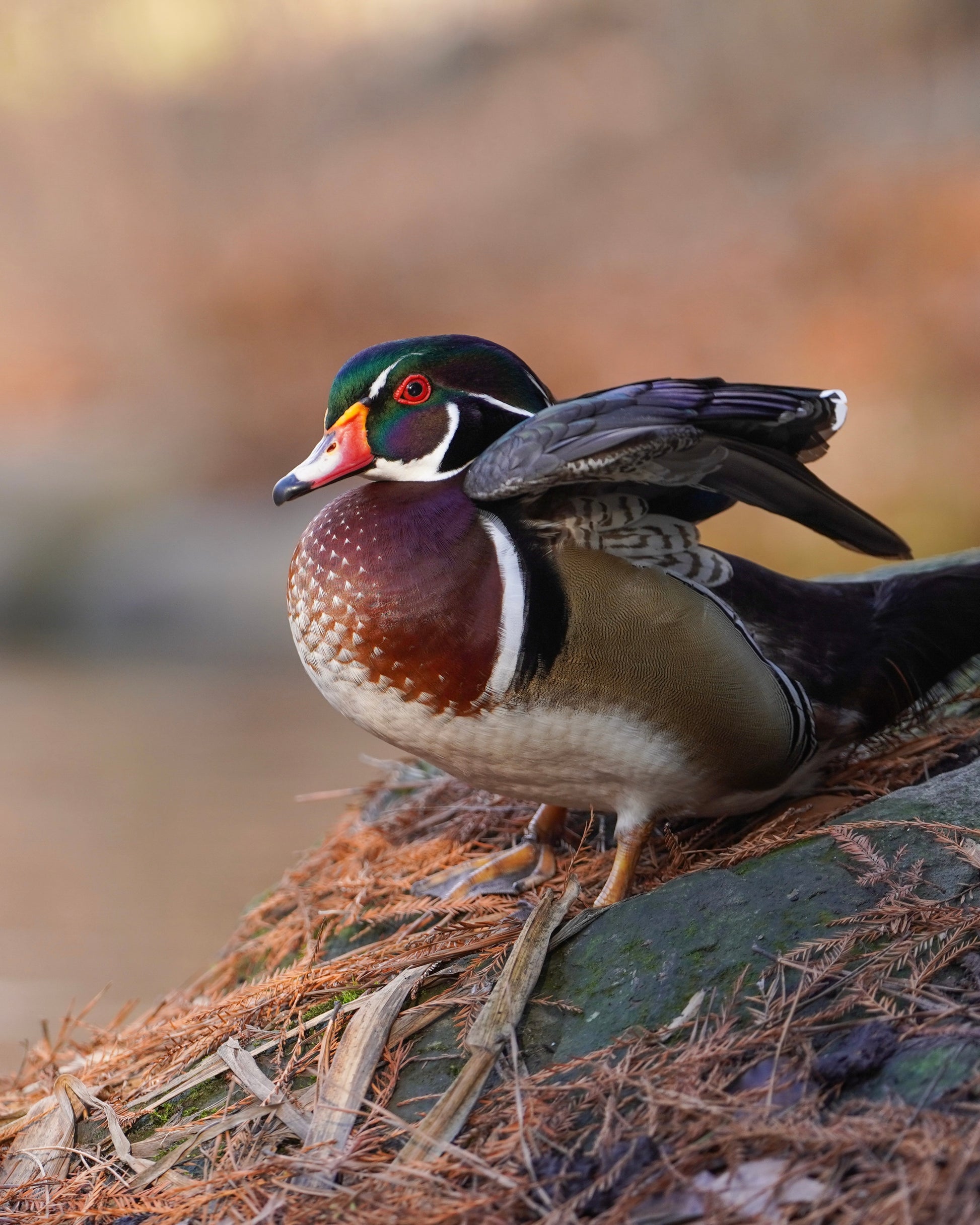 A male wood duck uplifting his feathers.