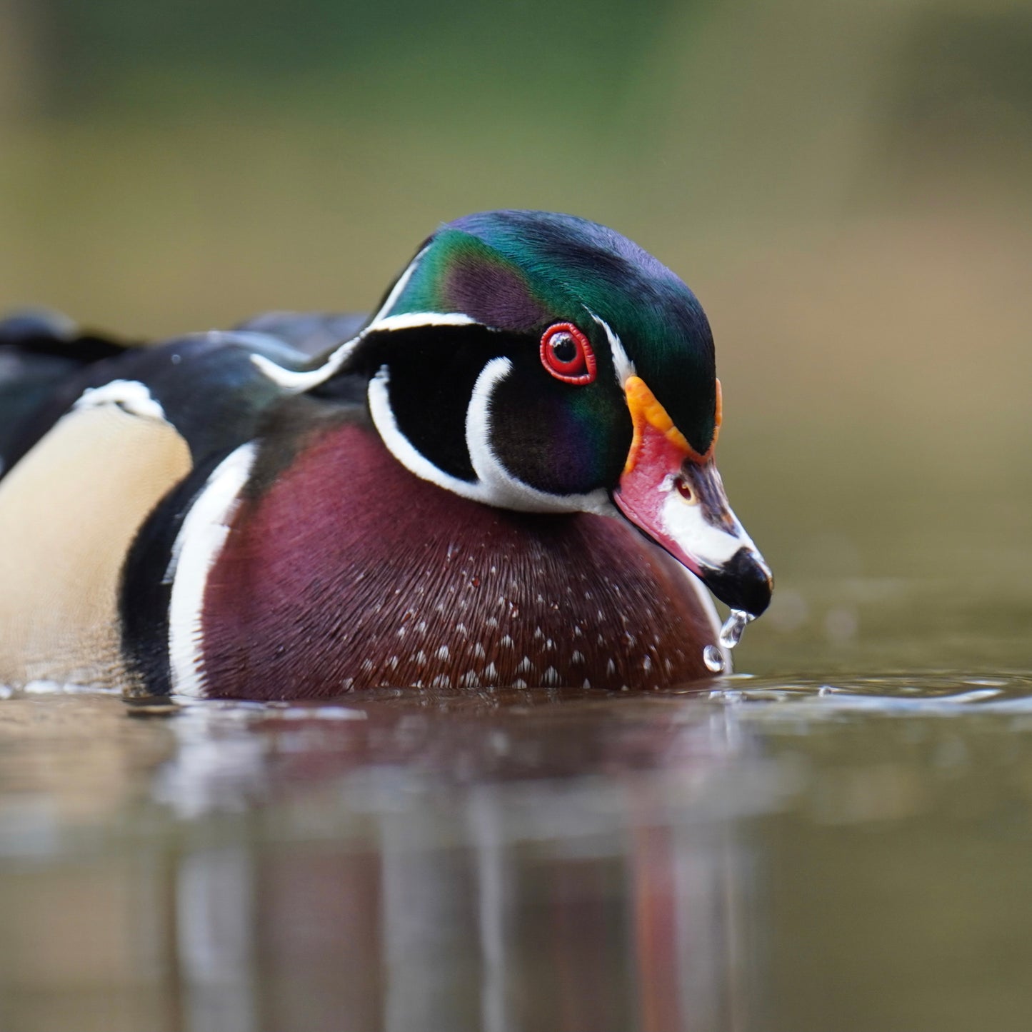 As a Wood Duck drake swims in a lake, his colors reflect in the water.