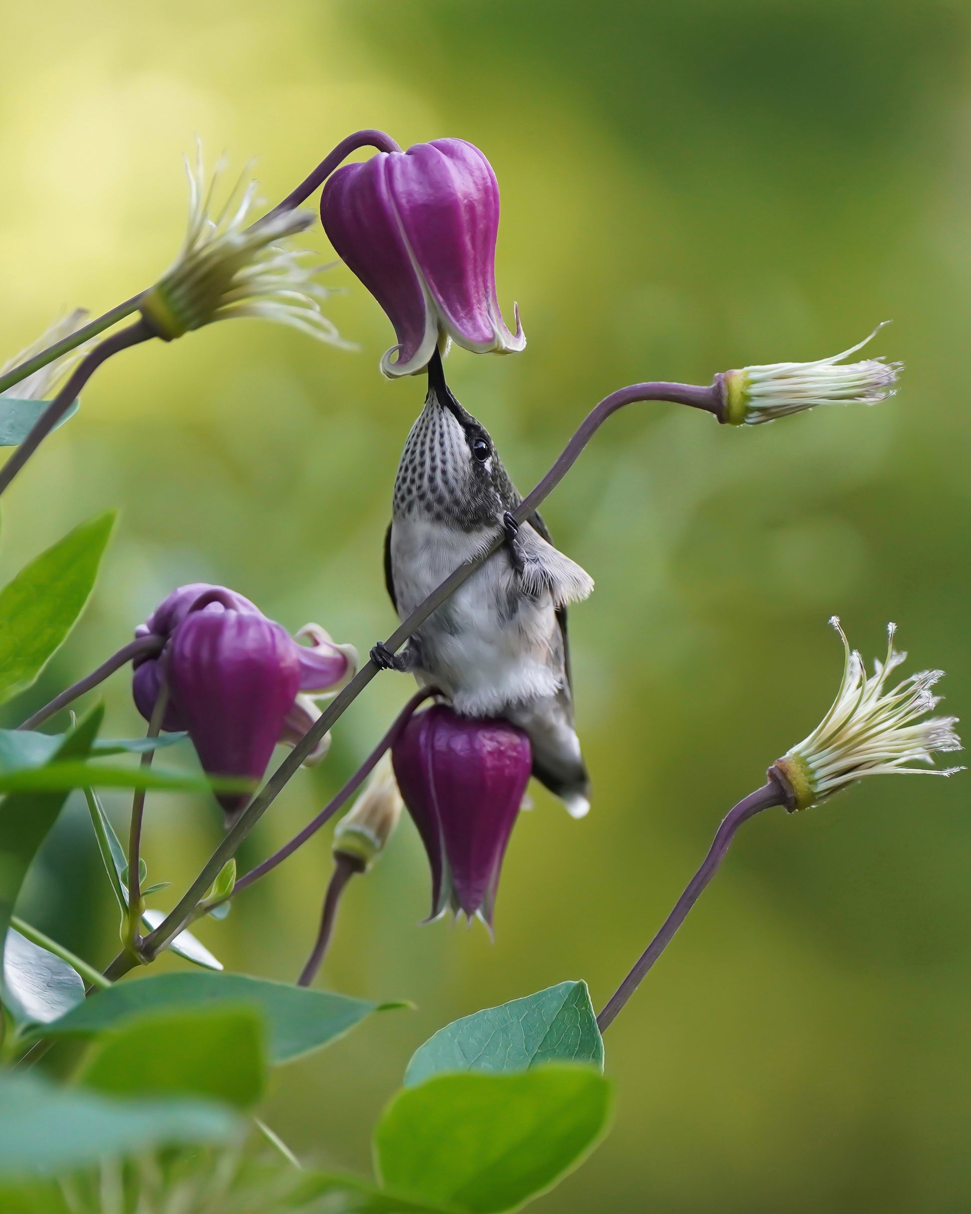 A Ruby-Throated Hummingbird drinking nectar from one clematis flower while sitting on another.