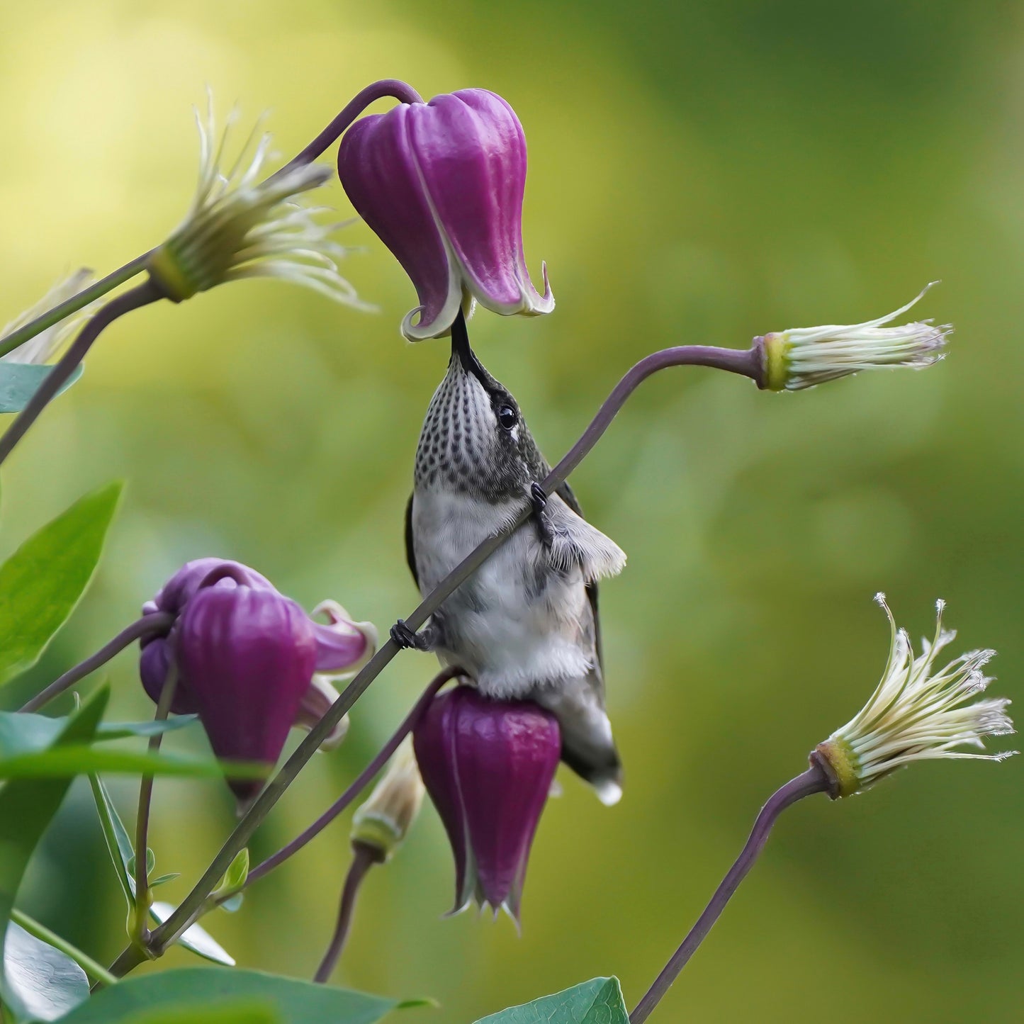 A Ruby-Throated Hummingbird drinking nectar from one clematis flower while sitting on another.