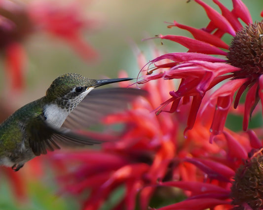 A Ruby-Throated Hummingbird with wings outstretched to embrace a red bee balm flower. The flower petals resemble fireworks.