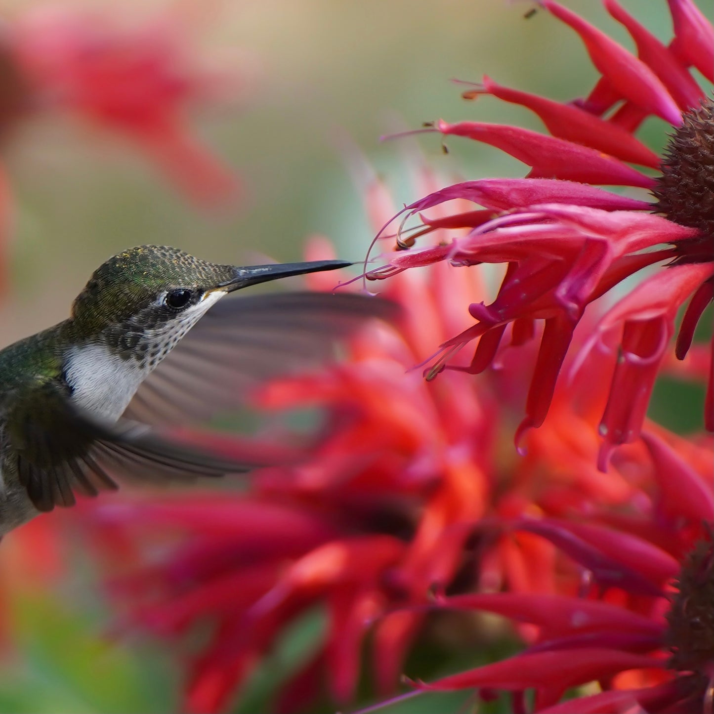 A Ruby-Throated Hummingbird with wings outstretched to embrace a red bee balm flower. The flower petals resemble fireworks.