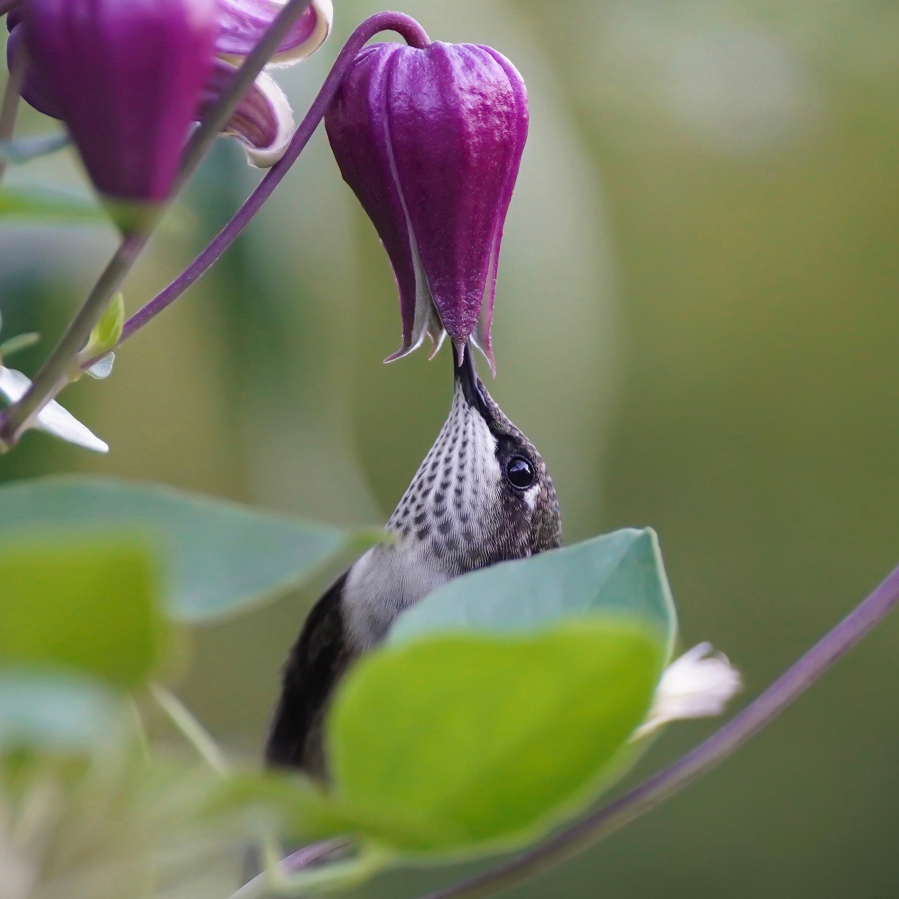 A Ruby-Throated Hummingbird peeking out behind a leaf to drink nectar from a purple clematis flower.