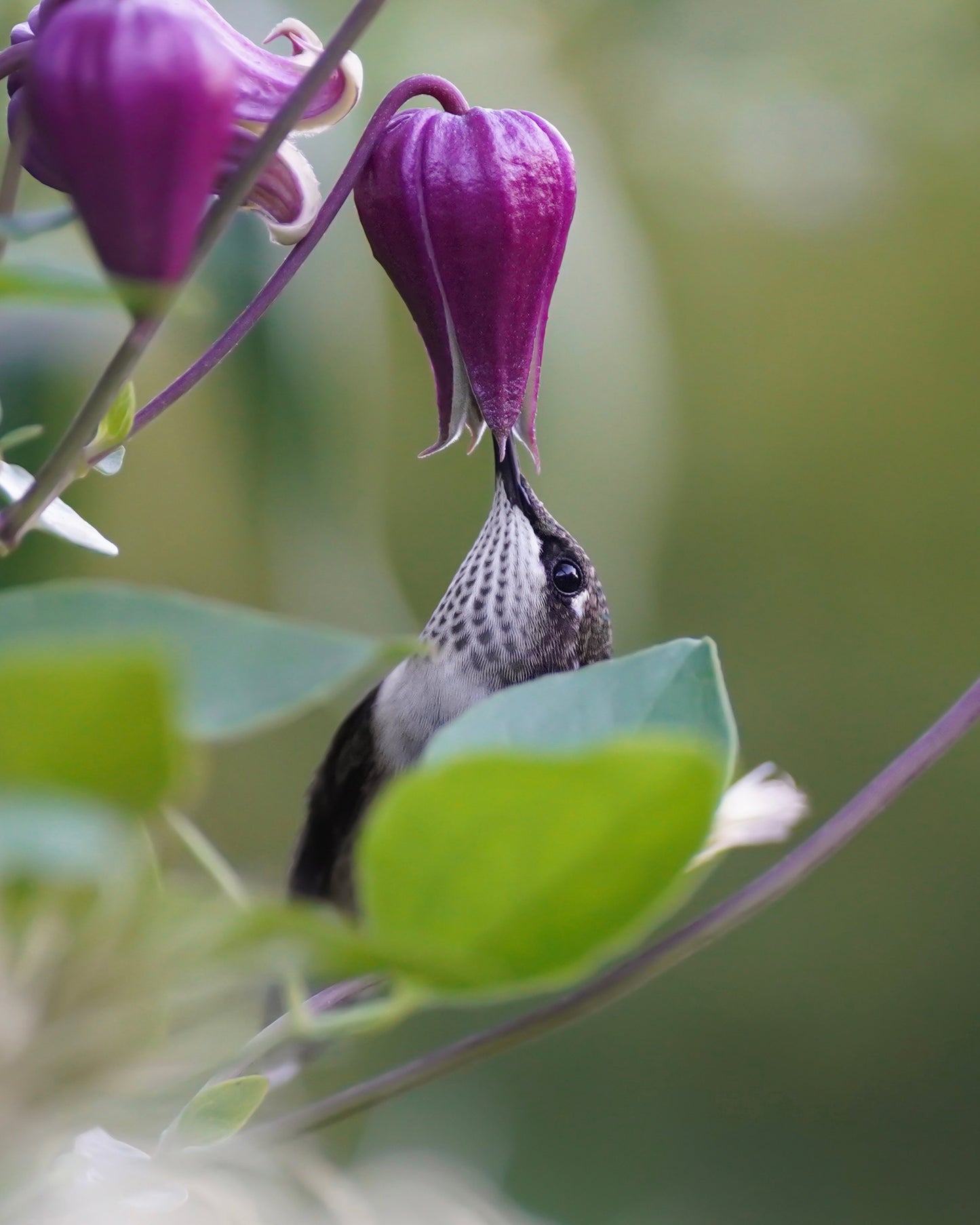 A Ruby-Throated Hummingbird peeking out behind a leaf to drink nectar from a purple clematis flower.