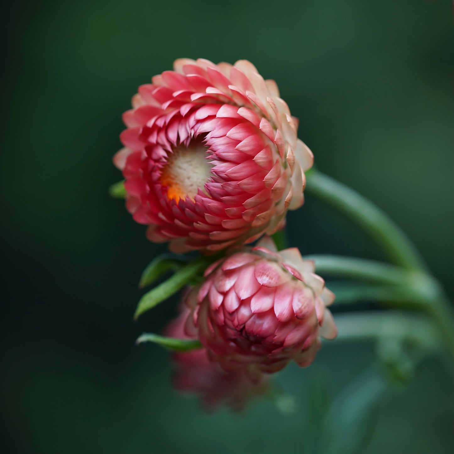 Assorted Flowers Collection: Spinning Straw