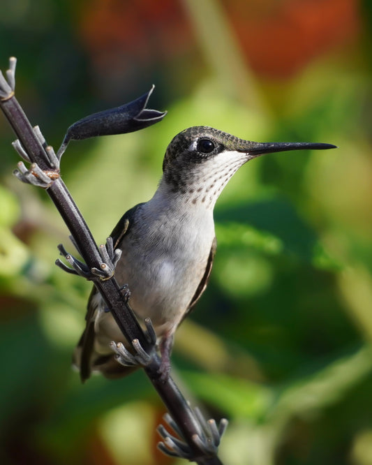 A Ruby-Throated Hummingbird perching on the stem of a sage plant. A flower next to his head appears to be whispering in his ear.